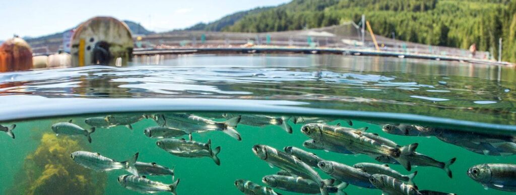 This is a photo of juvenile wild salmon being exposed to the effluent of a salmon farm in Okisollo Channel, on the biggest wild salmon migration route in BC. This is the problem. These marine feedlots should not be allowed to expose wild salmon to high virus, bacteria and sea lice loads. 