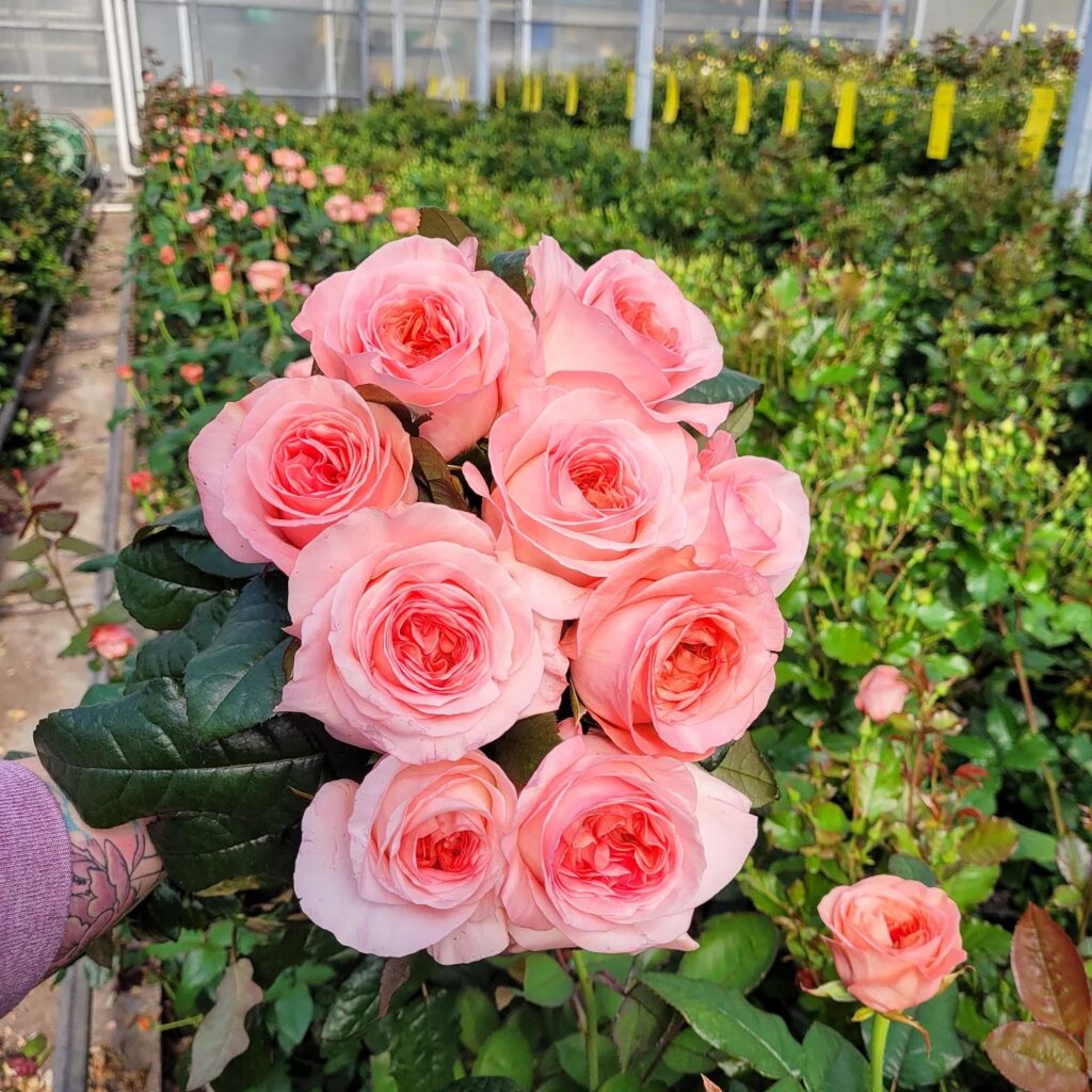 A unique variety that blooms with a progression of a deep coral to a soft pink.