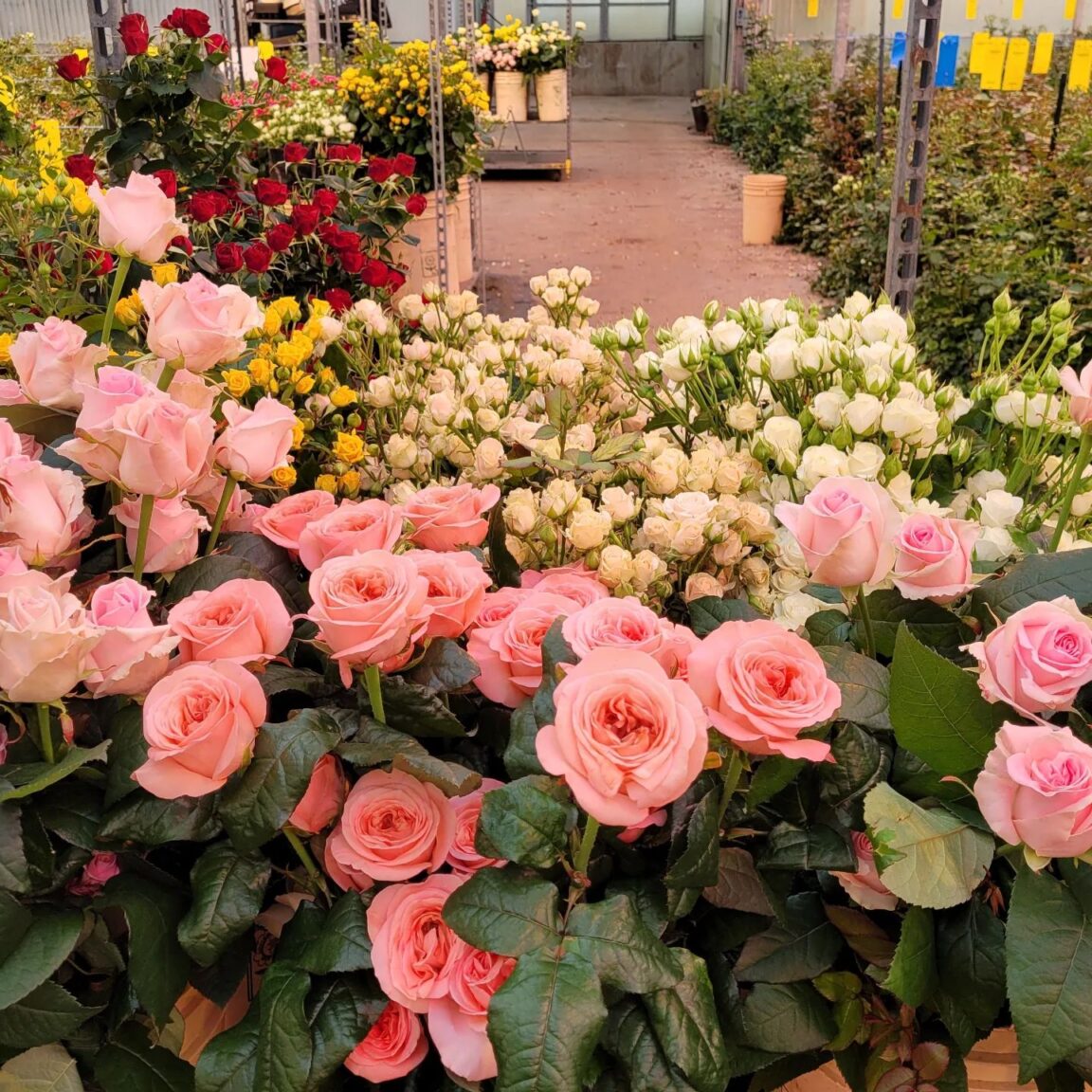 The Last Commercial Rose Grower In Canada Is A Family Farm On Vancouver ...