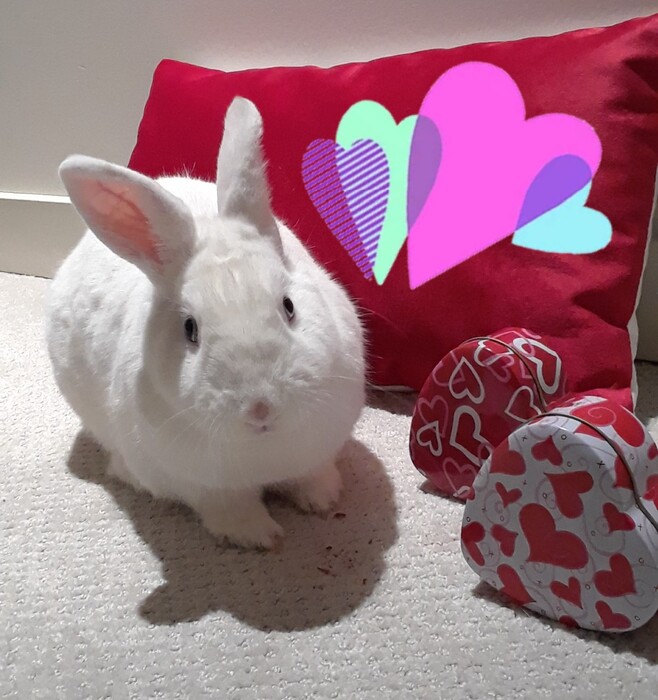 Meet your future valentine... Fudge!  Fudge is a big foodie! He will stretch up high for food and leap around when fed. He loves his hay and is very good with his litter tray, making him a very clean bunny. Fudge has been in our care for 483 days, and is hop-ing that this Valentine's Day he can find a forever home. If you feel like you could give Fudge his forever home, send us in an application today! 