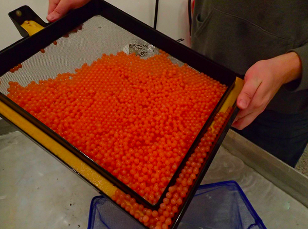Salmon roe.