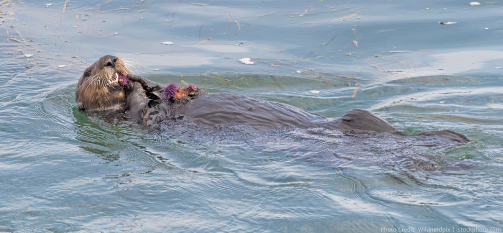 Sea otter floats on its back while snacking on a sea urchin.
