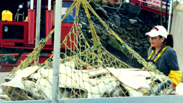 Harvesting wild pacific halibut.
