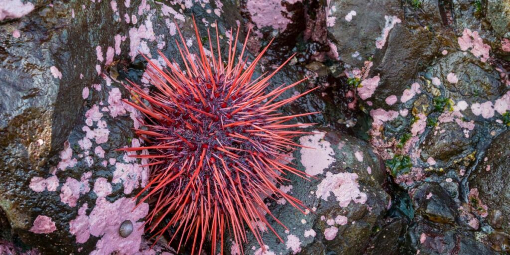 A red sea urchin found in the intertidal zone in the Johnstone Strait, British Columbia.