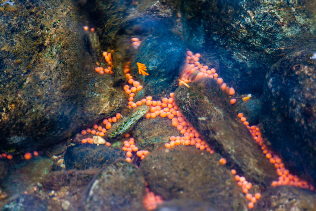 Salmon Eggs in the Adams River, BC, Canada.