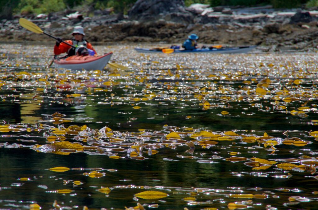 Bunsby Islands, British Columbia. Two sea kayakers paddle through giant kelp at low tide near a rocky shore.