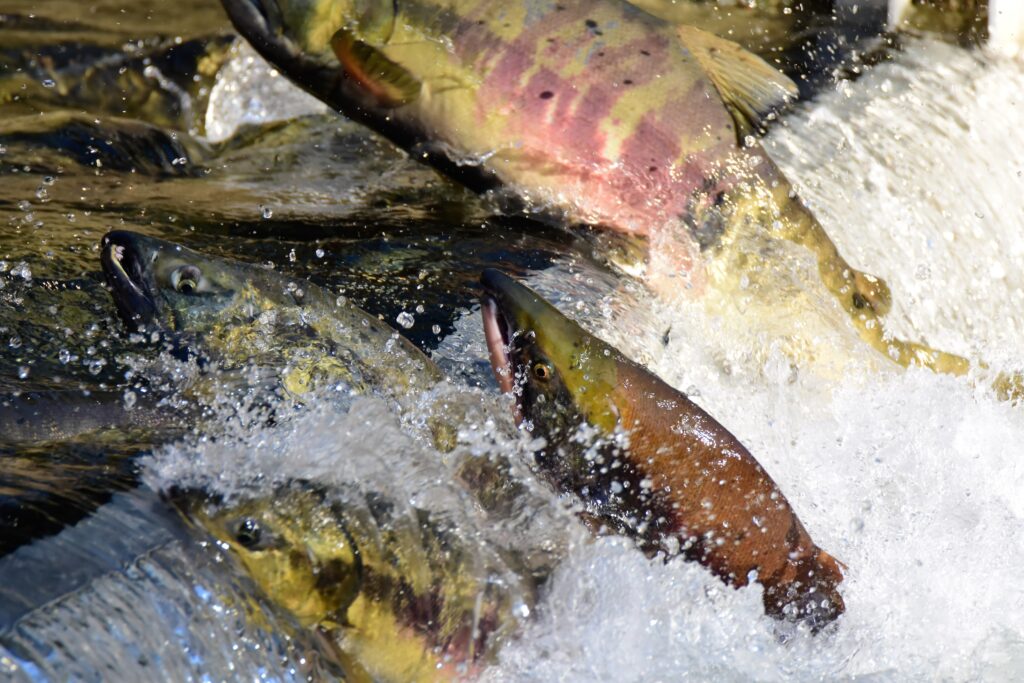 Salmon swimming across the divider. Weaver Creek Spawning Channel B.C.