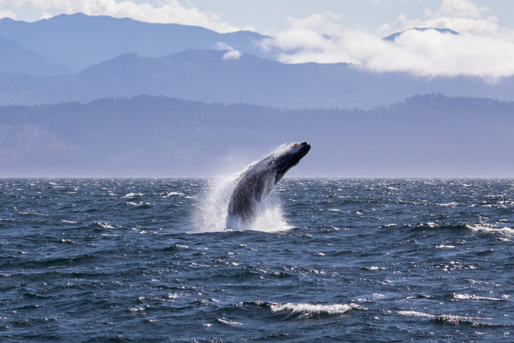Humpback whale breaching off the coast of Victoria British Columbia.