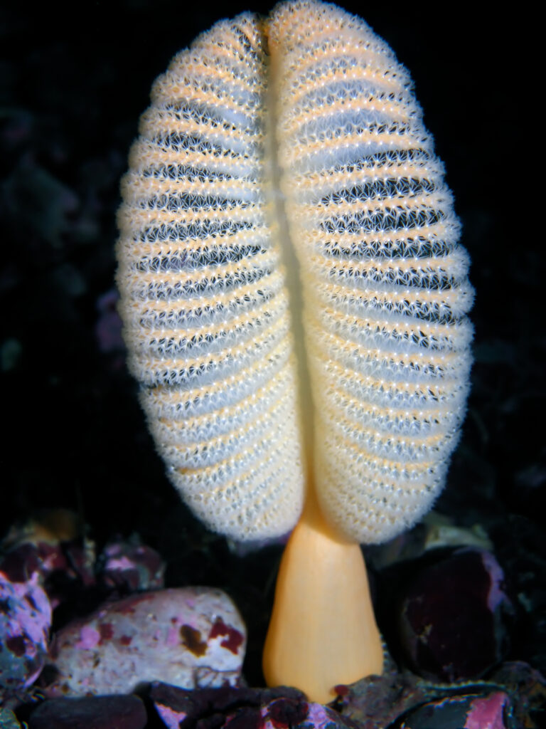 Orange Sea Pen (Ptilosarcus gurneyi) photographed at 15 meters deep off Island in British Columbia.