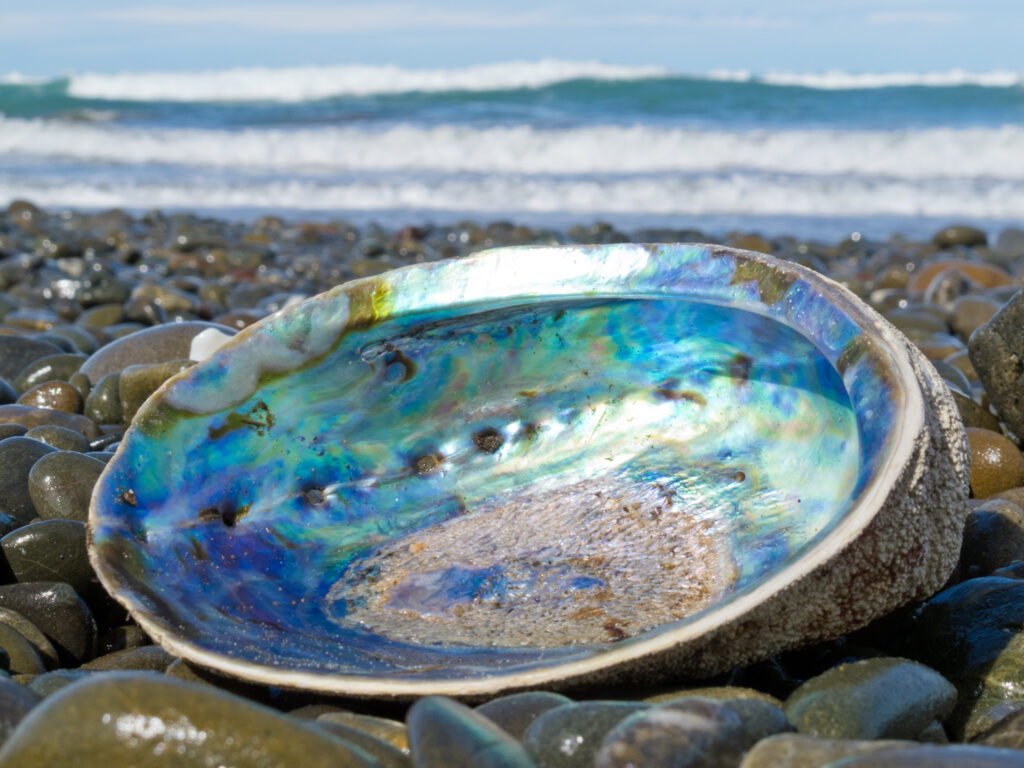 Abalone shell showing the iridescent nacre mother-of-pearl interior lying ashore on a gravel beach 