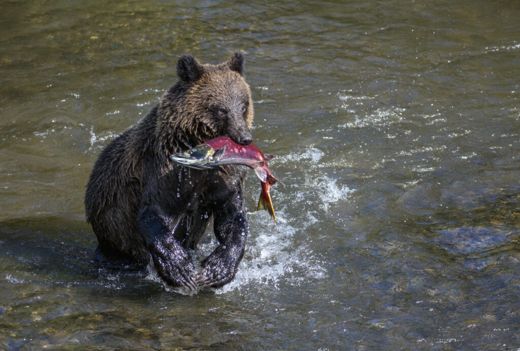 A grizzly bear runs with his freshly caught sockeye salmon during the salmon run in British Columbia. 