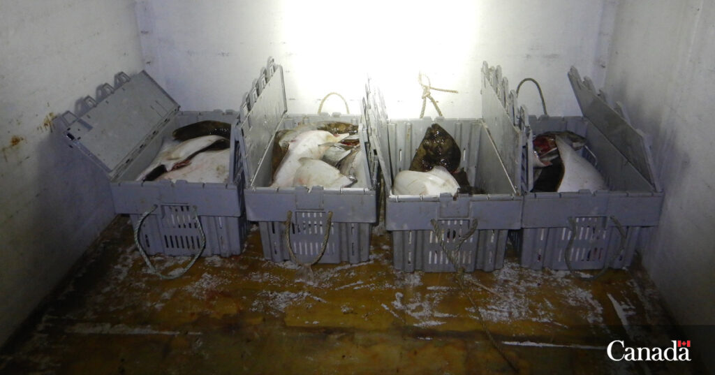 This is what $34K worth of illegally caught Halibut looks like. Halibut is a highly prized catch for fishermen and is beloved by seafood enthusiasts around the globe. Unfortunately, overfishing and illegal practices have put the sustainability of this species at risk.