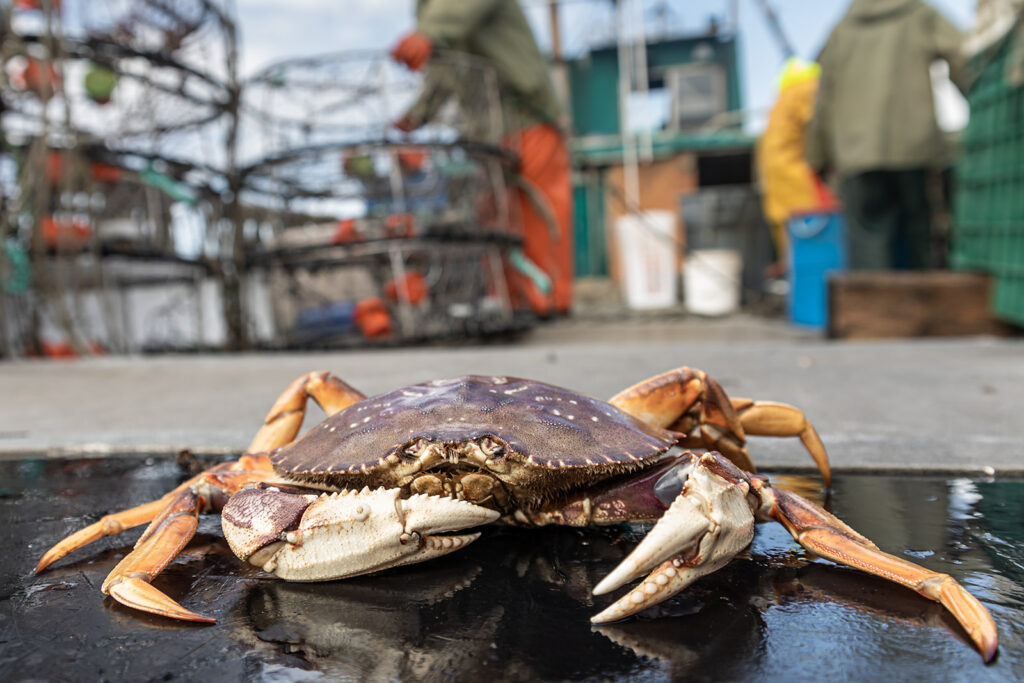 A close-up of a Dungeness crab. 
Chelsey Ellis Photography.