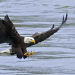 Despite being renowned for their aerial prowess and hunting abilities, bald eagles are also proficient swimmers, using their powerful wings to paddle through the water with surprising ease.