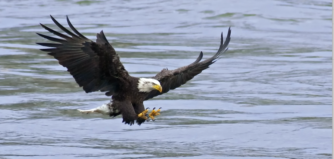 Remarkable Viral Video Shows a Bald Eagle Swimming with Prey in Campbell  River - West Coast NOW