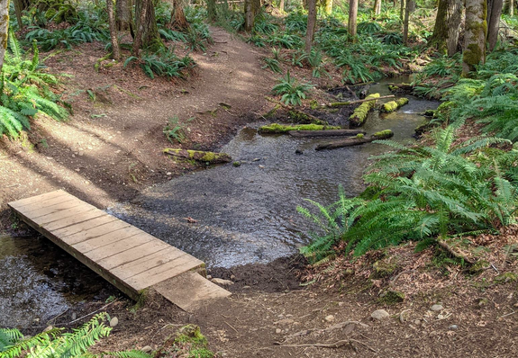 The conservation area of the Morrison Creek headwaters plays a significant role in a expanding network of protected areas focused on the eastern section of Comox Lake, the Puntledge River, and the K'omoks Estuary. Over the course of several decades, coordinated and persistent efforts have successfully safeguarded thousands of acres in this region.