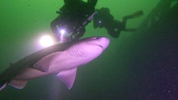 The sixgill shark is considered a primitive shark because its characteristics resemble those of fossil sharks. They belong to the Hexanchidae family, which has existed for over 180 million years.