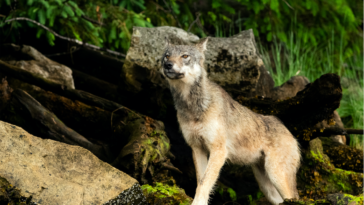Director Isabelle Groc discusses the inspiration behind the documentary Part of the Pack and emphasizes the importance of educating West Coasters about wild wolves in an interview with West Coast Now.