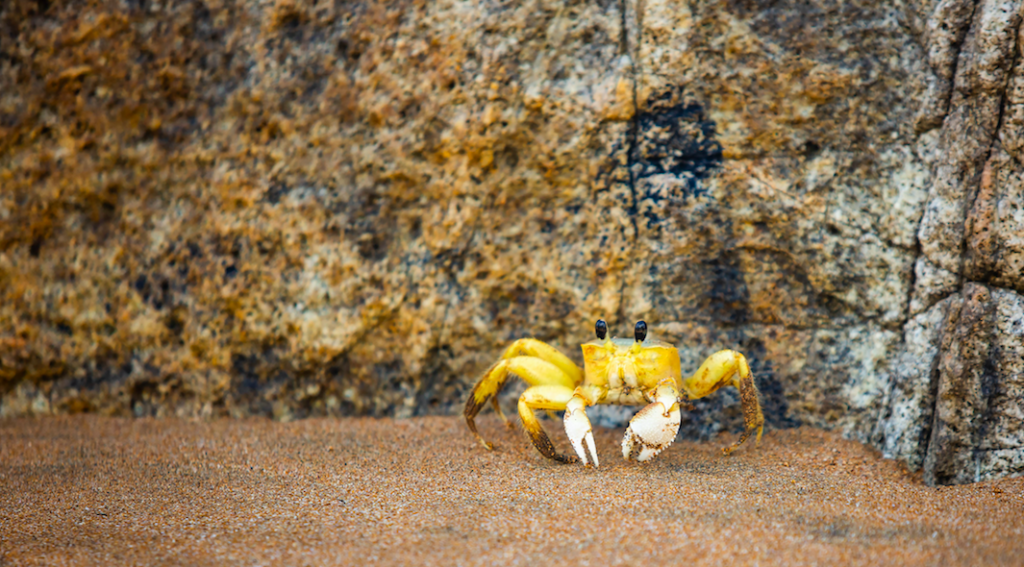 Scientists Are Baffled Why Creatures Keep Evolving Into Crabs - West Coast  NOW