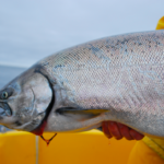 The Pacific salmon species include Chinook (king), Coho (silver), Sockeye (red), Pink, and Chum (dog) salmon. They play vital ecological and economic roles, with distinct flavors and characteristics, supporting ecosystems and communities along the Pacific coast.