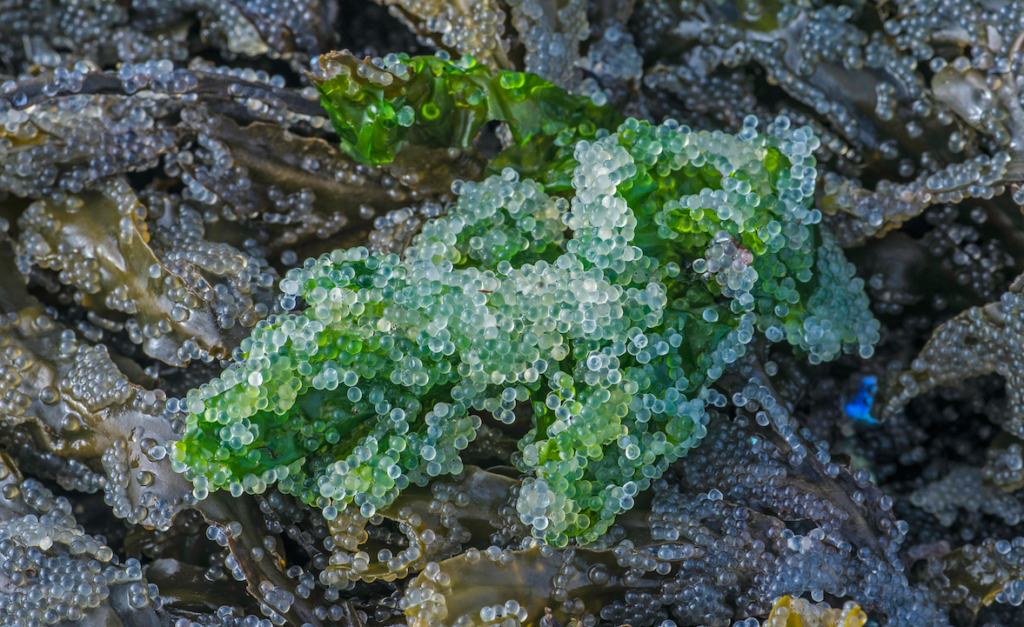 How This Indigenous Nation Sustains Herring Roe Harvest Despite Stock ...