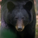 Black bears are generally shy and non-aggressive towards humans but may become more bold and assertive if they associate humans with food. It's important to keep campsites clean and not feed black bears to avoid habituation and potential conflicts.