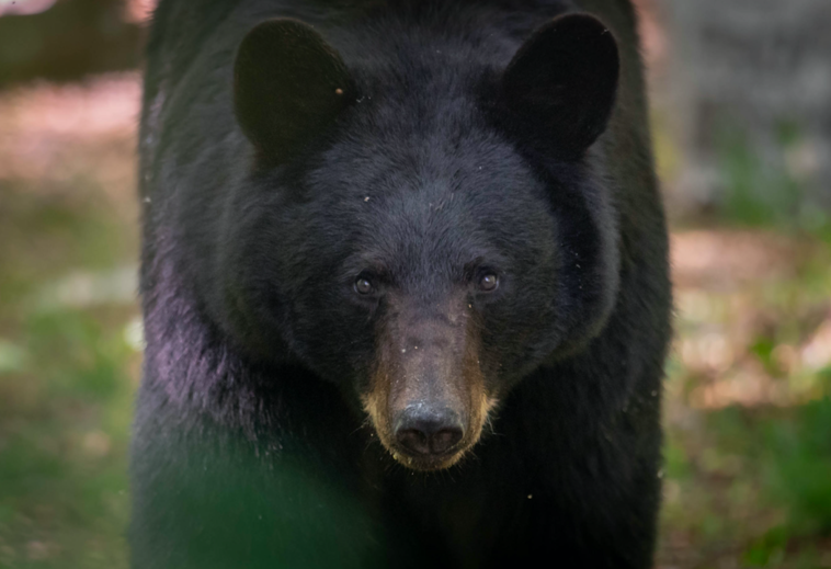 Black bears are generally shy and non-aggressive towards humans but may become more bold and assertive if they associate humans with food. It's important to keep campsites clean and not feed black bears to avoid habituation and potential conflicts.