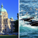 The biennial Coastal Zone Canada conference is taking place in Victoria, British Columbia, from June 11th to 15th. This significant event is being held on the ancestral lands of the lək̓ʷəŋən People. With a strong emphasis on the theme of "Connecting Canadians with the Coast," the conference aims to facilitate and nurture meaningful connections between attendees and the captivating coastal environment.