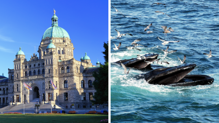 The biennial Coastal Zone Canada conference is taking place in Victoria, British Columbia, from June 11th to 15th. This significant event is being held on the ancestral lands of the lək̓ʷəŋən People. With a strong emphasis on the theme of "Connecting Canadians with the Coast," the conference aims to facilitate and nurture meaningful connections between attendees and the captivating coastal environment.