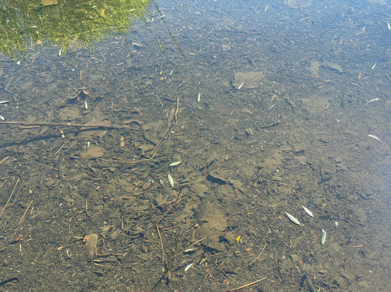 Alarming Photos Show Vital Fish Rearing Creek in Chilliwack Turned Into ...