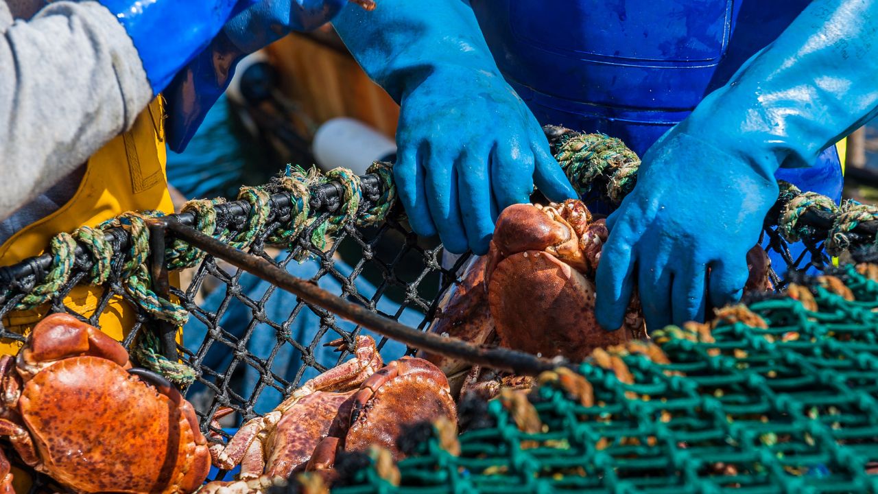 BC Crabbers Fined $287,000 & Face Unprecedented Prohibition in DFO  Investigation - West Coast NOW