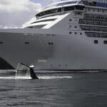 A humpback whale and a vessel