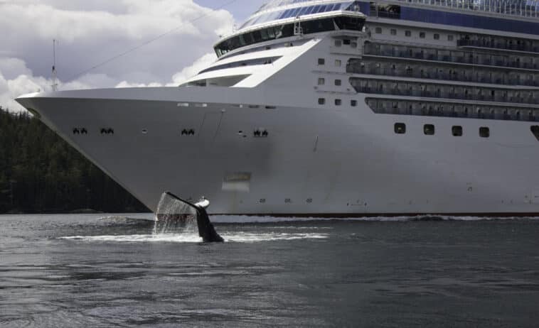 A humpback whale and a vessel