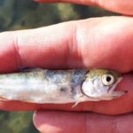 a hand holding a dead fish