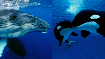 A humpback whale and two killer whales.