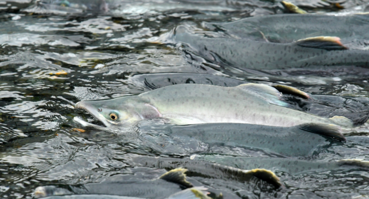 Pink salmon