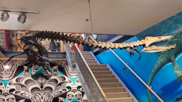 The bone structure of a Elasmosaurus.