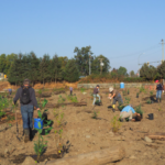 Volunteers planting vegetation for the estuary's marshlands.