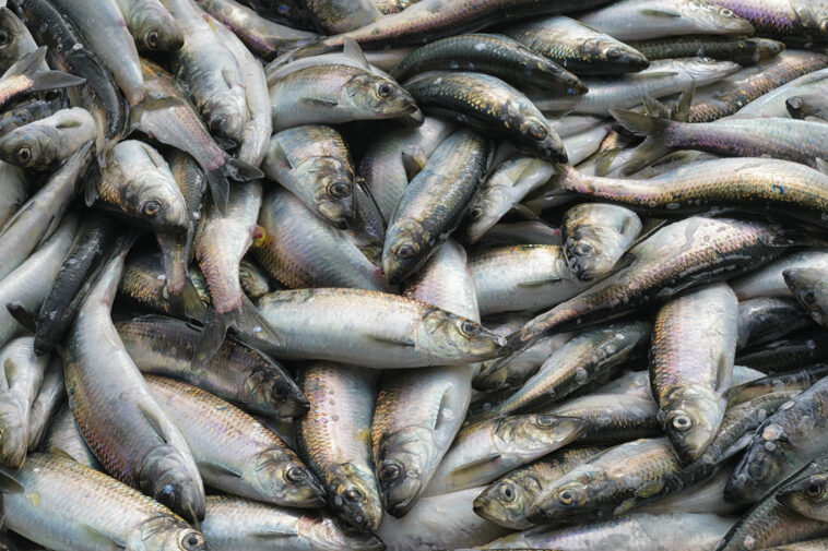 A closeup of fresh Pacific herring ( Clupea pallasii ) catch.