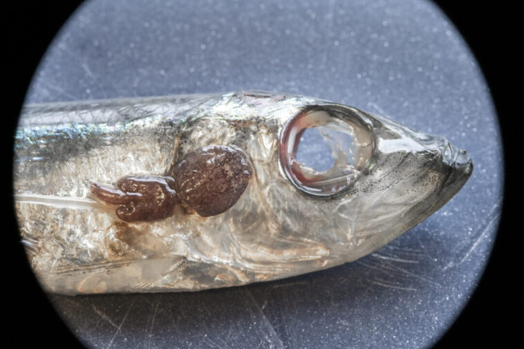 A dead herring with a louse attached to it.