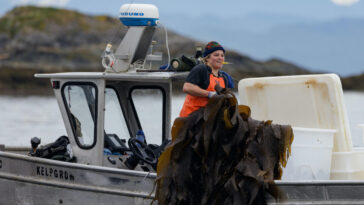 A woman holding kelp on a boat.