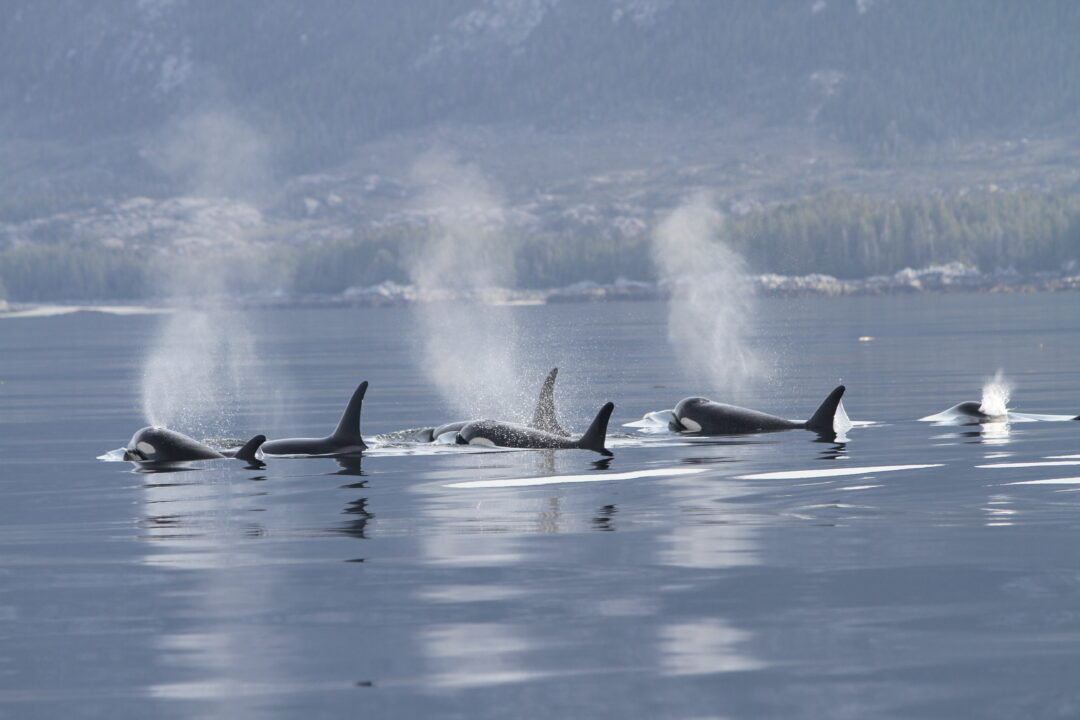 Canadian Military Could Offer Sound Solutions for Noise Pollution ...