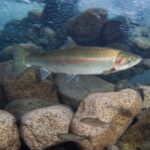 B.C. steelhead fish underwater.
