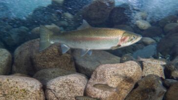B.C. steelhead fish underwater.