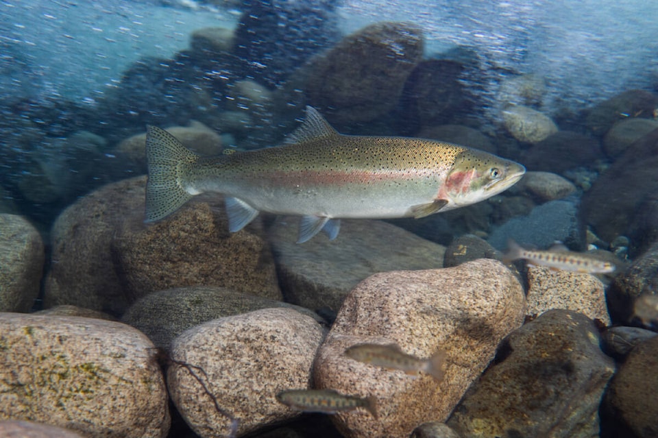 Silent extinction' feared for steelhead trout across B.C. - West