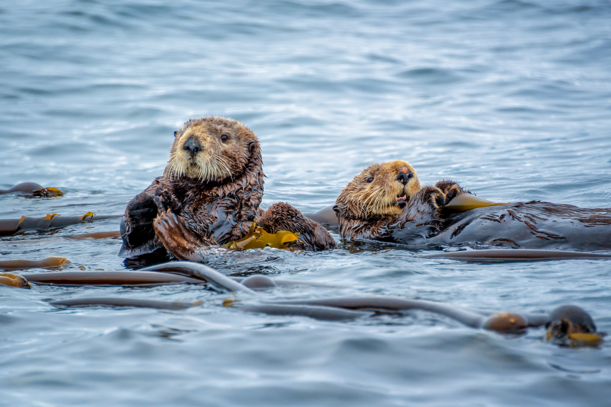 Two otters floating on the ocean surrounded by kelp.