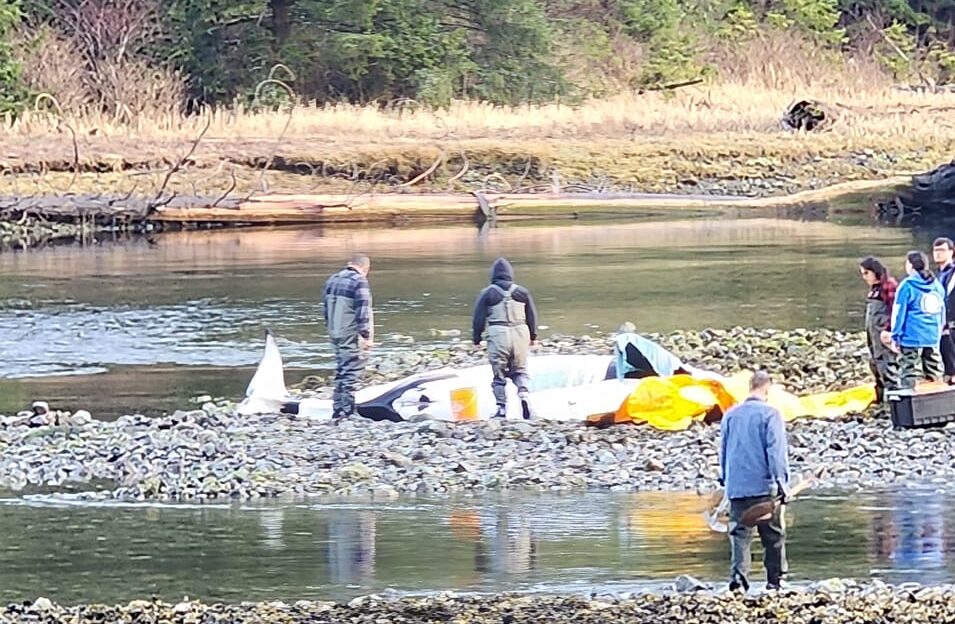 Rescuers Tried In Vain To Save Stranded Orca Mom - West Coast NOW