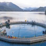 An open-net fish farm.