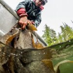 A Heiltsuk fisherman collects herring roe attached to kelp, known as "spawn on kelp" (SOK).