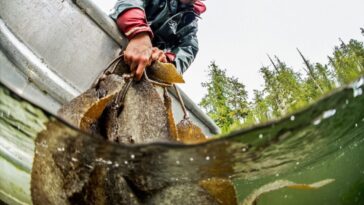 A Heiltsuk fisherman collects herring roe attached to kelp, known as "spawn on kelp" (SOK).